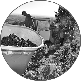 vigneron-domaine-de-la-pomme-de-pin-1.png